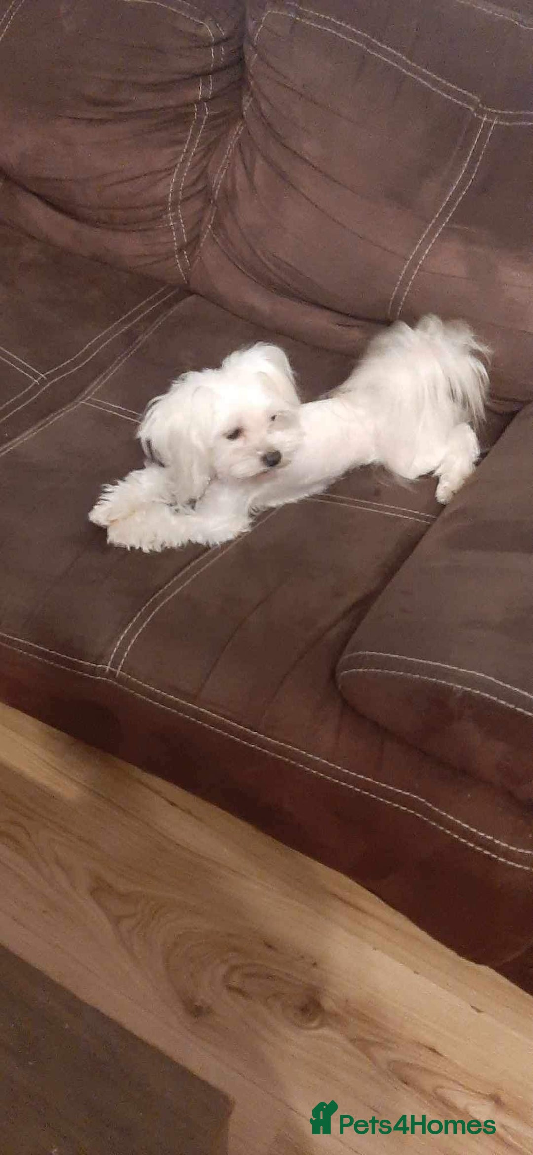 Maltese dogs for sale: Korean line Maltese puppies - Image 4