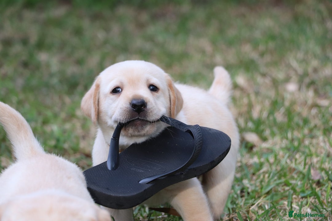 Labrador Retriever dogs for sale: KC labrador Retriever Puppies - Image 5