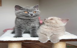 British Shorthair cats for sale: ✨Top quality lilac British shorthair✨ - Image 2