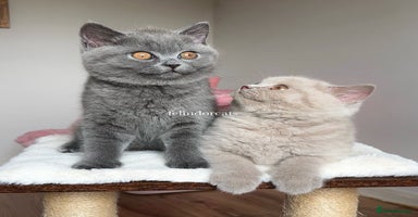 British Shorthair cats - Advert 15