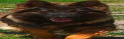 German Shepherd dogs for sale: Stunning Pedigree German Shepherd Puppies - Advert 6