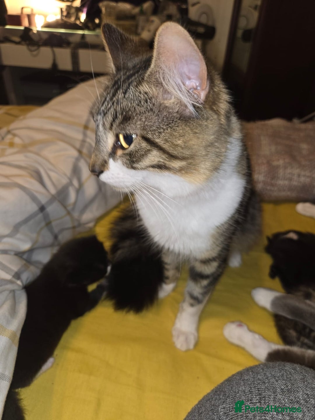 Mixed Breed cats for sale: 4 Russian Blue X Norwegian Forest mix kittens - Image 9