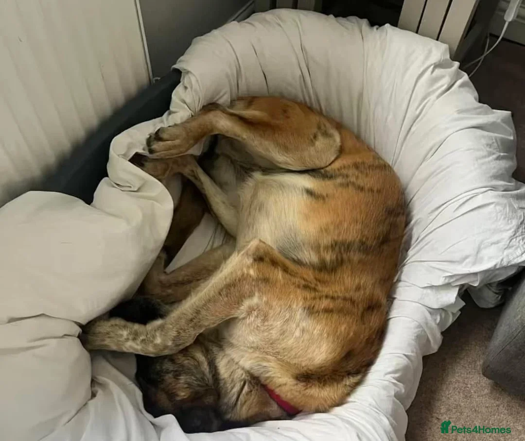 Mixed Breed dogs for adoption: Darcy - Norwich Norfolk  in Norwich - Advert 7