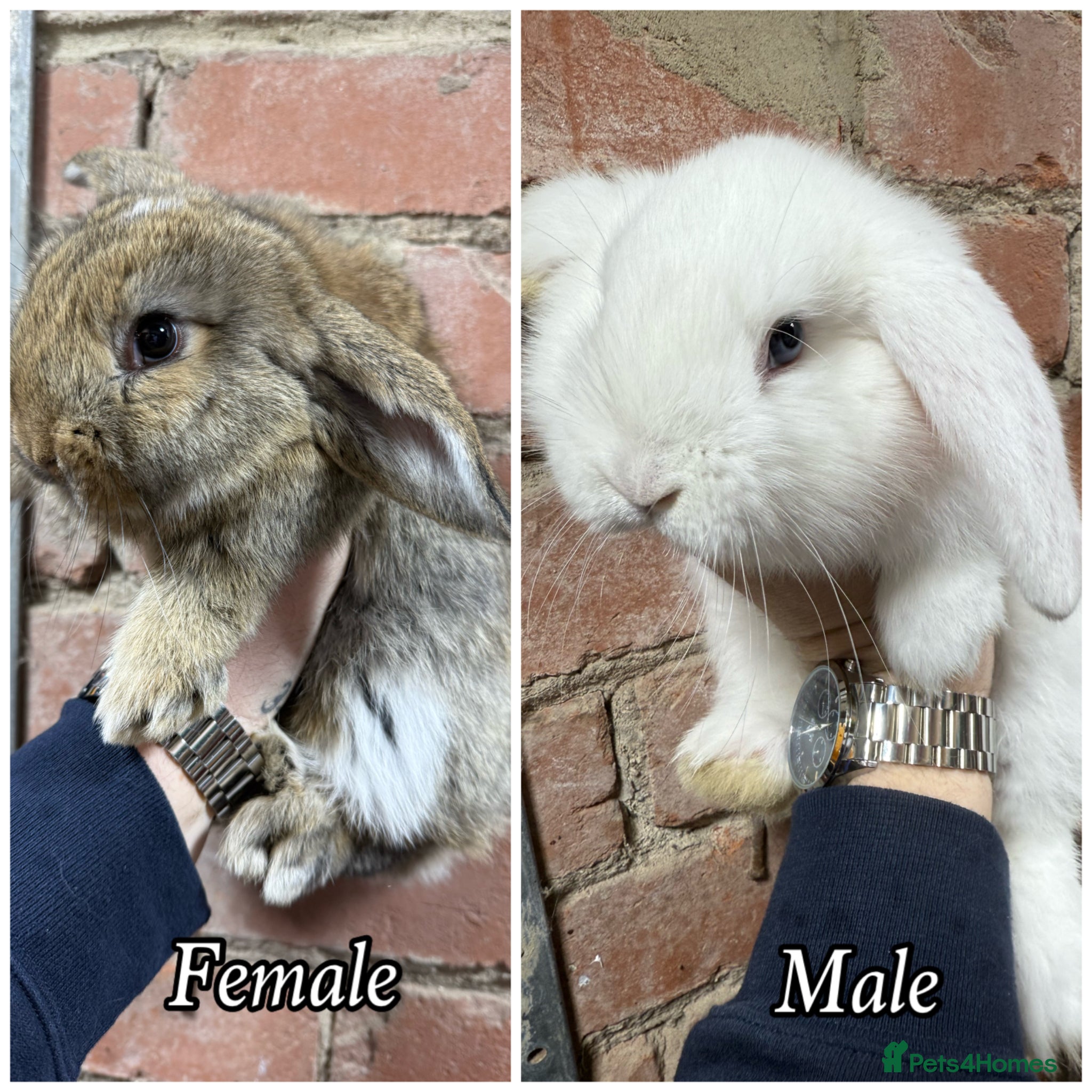Mixed Breed rabbits Baby Rabbits - Mini x French Lops - Advert 16