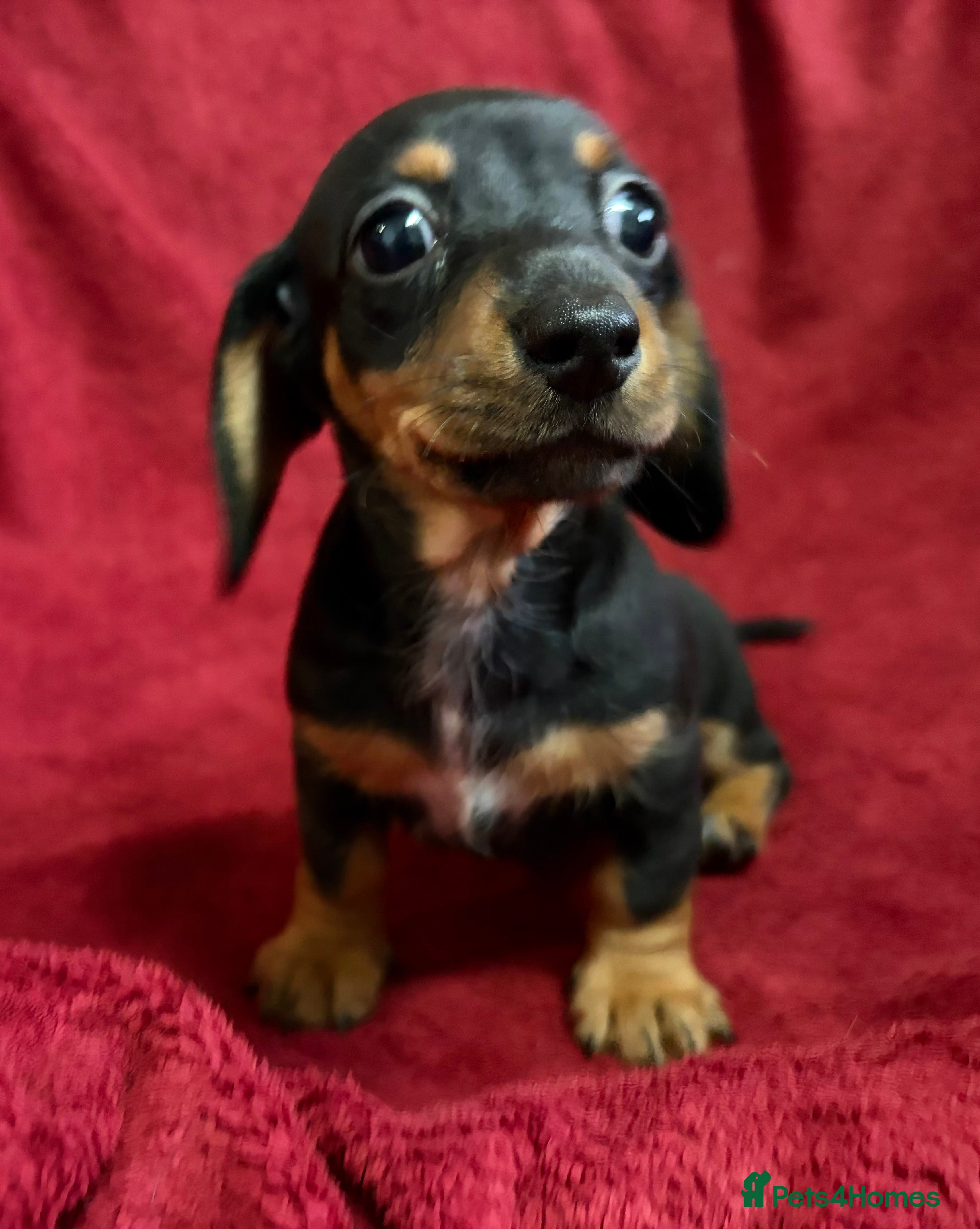 Miniature Dachshund dogs Stunning Miniature Dachshund Boys 💙 - Advert 2