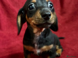 Miniature Dachshund dogs Stunning Miniature Dachshund Boys 💙 - Advert 2
