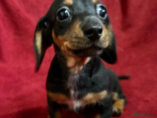 Miniature Dachshund dogs Stunning Miniature Dachshund Boys 💙 - Advert 17