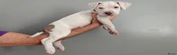 American Bulldog dogs for sale: American Bulldog Puppies - Advert 9