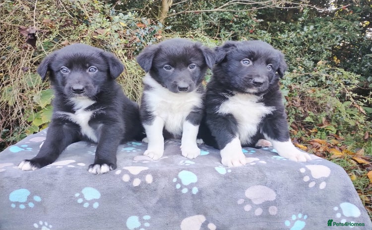 Border Collie dogs - Advert 3