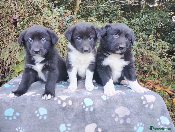 Border Collie dogs - Advert 3