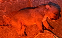 Jack Russell dogs for sale:  **  JACK RUSSELL PUPPIES - Image 2