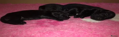 puppies 