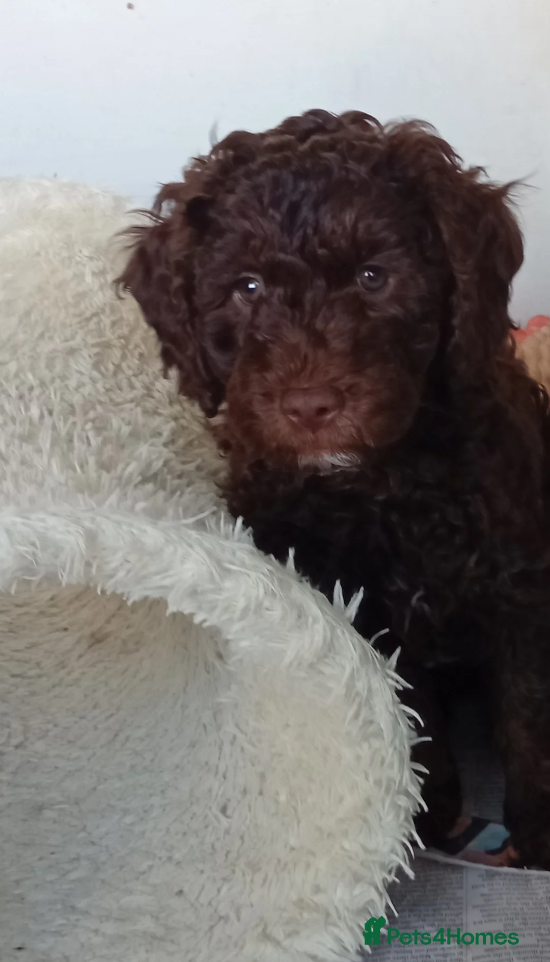Mini Goldendoodle dogs for sale: Gorgeous Miniature Double Doodle puppies  - Advert 2