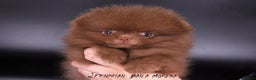 Pomeranian dogs for stud: 1.8kg Tiny Choco Carry Tan Blue Lilac DNA tested in Rotherham - Advert 28