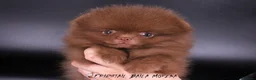 Pomeranian dogs for stud: 1.8kg Tiny Choco Carry Tan Blue Lilac DNA tested in Rotherham - Advert 28