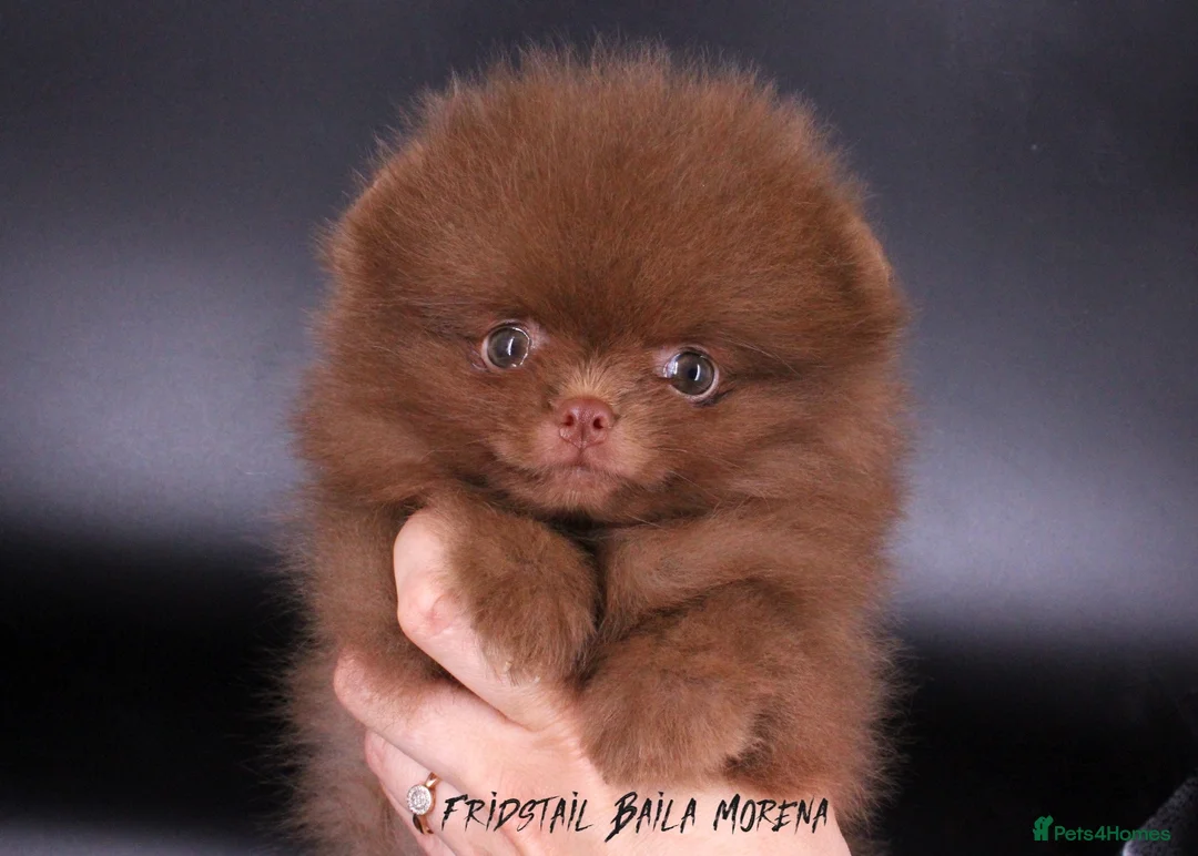 Pomeranian dogs for stud: 1.8kg Tiny Choco Carry Tan Blue Lilac DNA tested in Rotherham - Advert 28