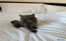 Maine Coon cats for sale: Blue Main Coon - Image 2
