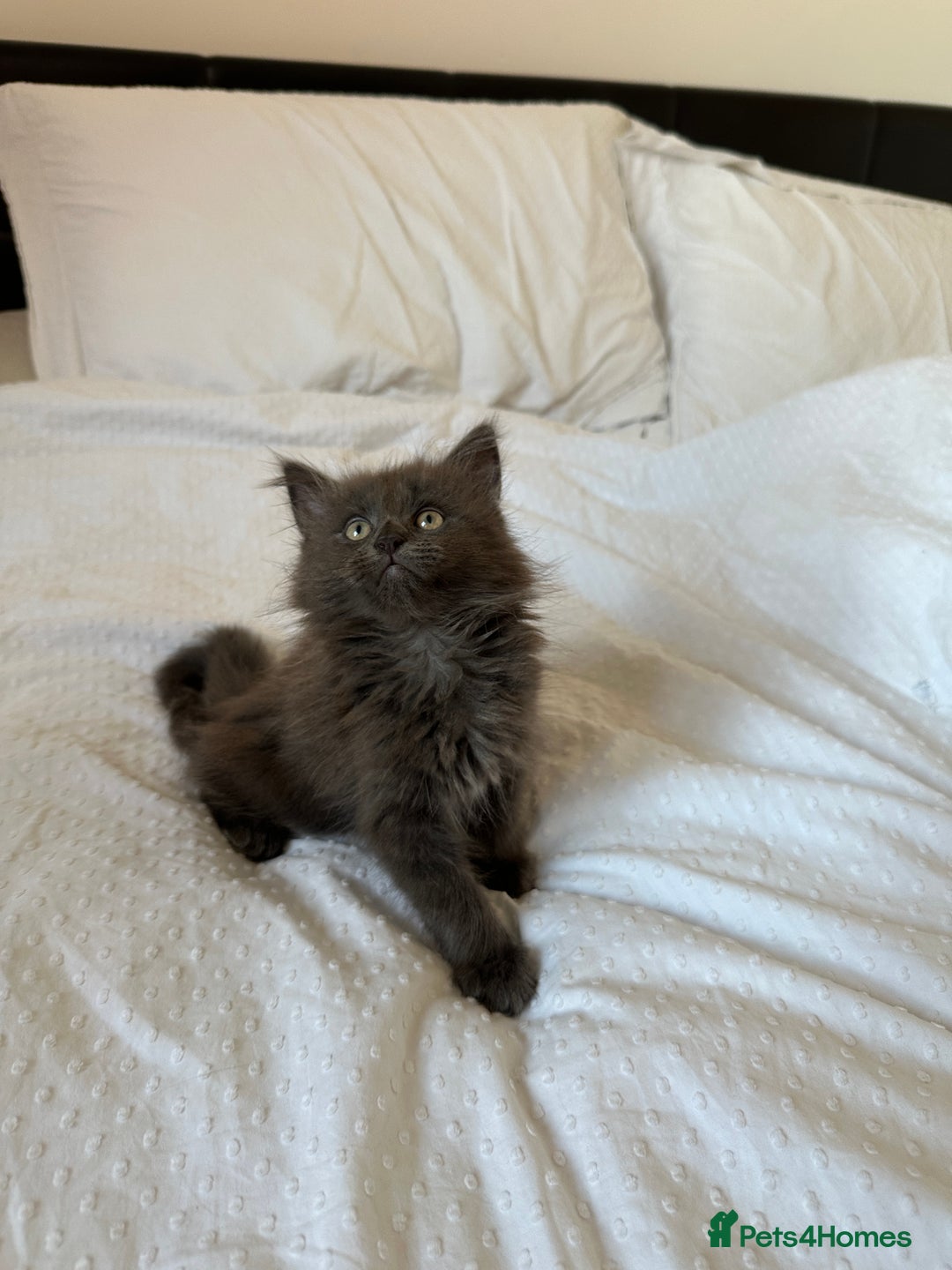 Maine Coon cats for sale: Blue Main Coon - Image 2