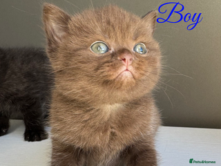 British Shorthair cats British shorthair kittens - Advert 4