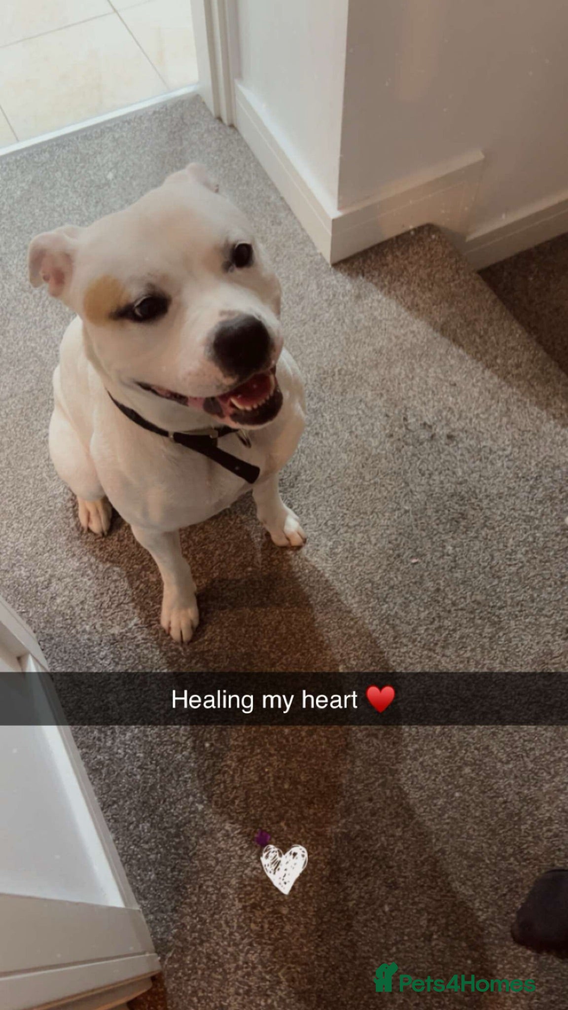 Mixed Breed dogs My beautiful Pearl ♥️ - Advert 2