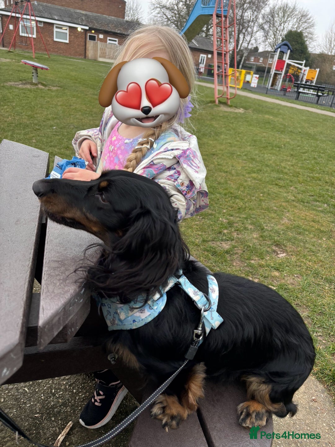 Miniature Dachshund dogs for sale:  long haired miniature dachshund male KC registere - Advert 6