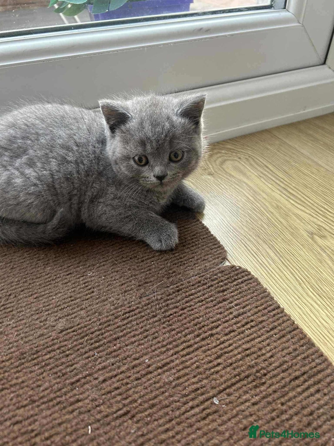Scottish Fold cats for sale: A liitle girl is looking a new home - Image 2