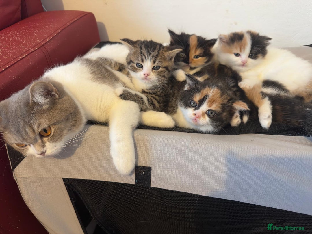 Scottish Fold cats for sale: The highest breeding quality Scottish Straight  - Advert 5