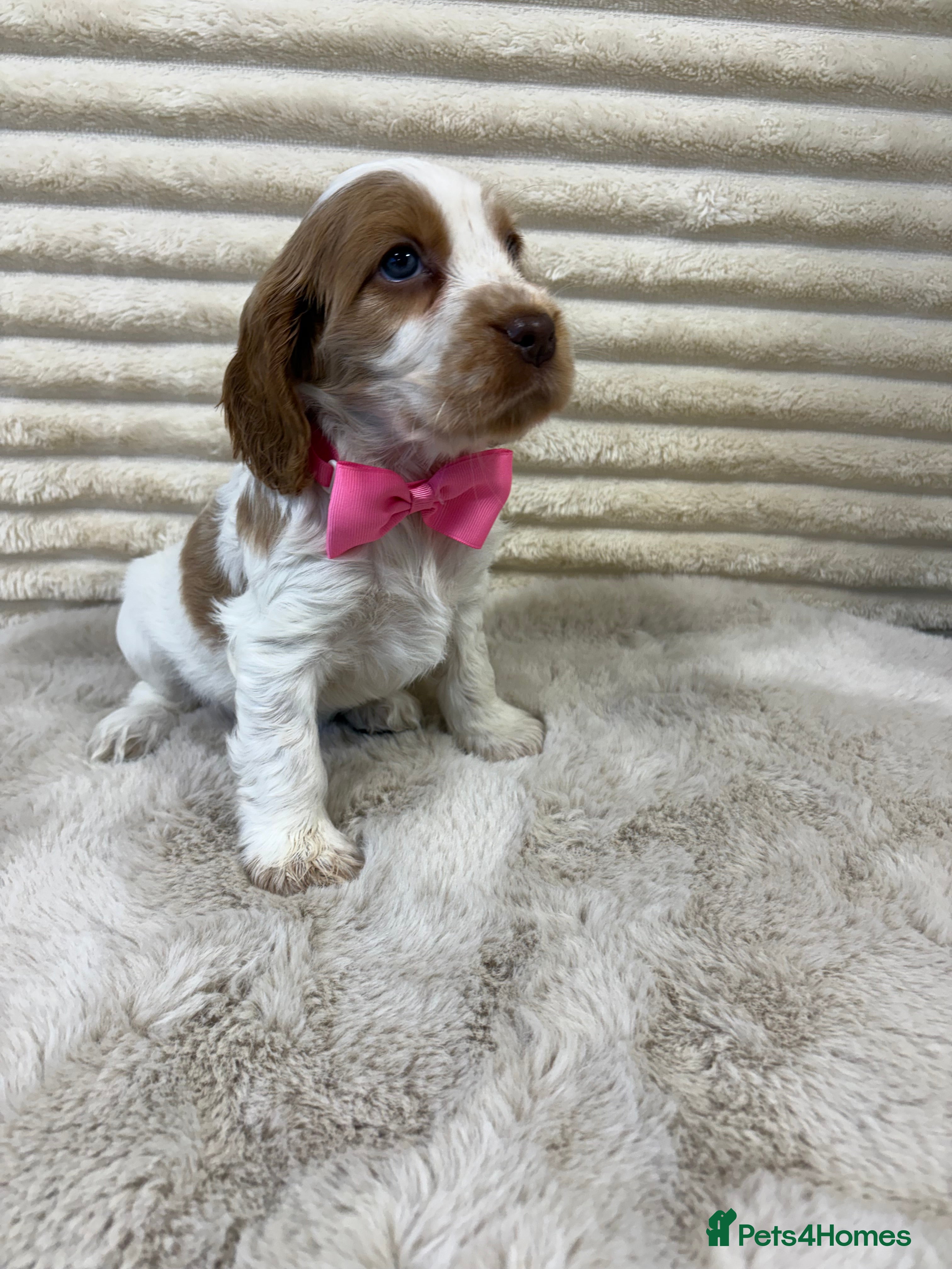 Cocker Spaniel dogs KC reg, health tested Show Cocker Spaniel pups - Advert 1