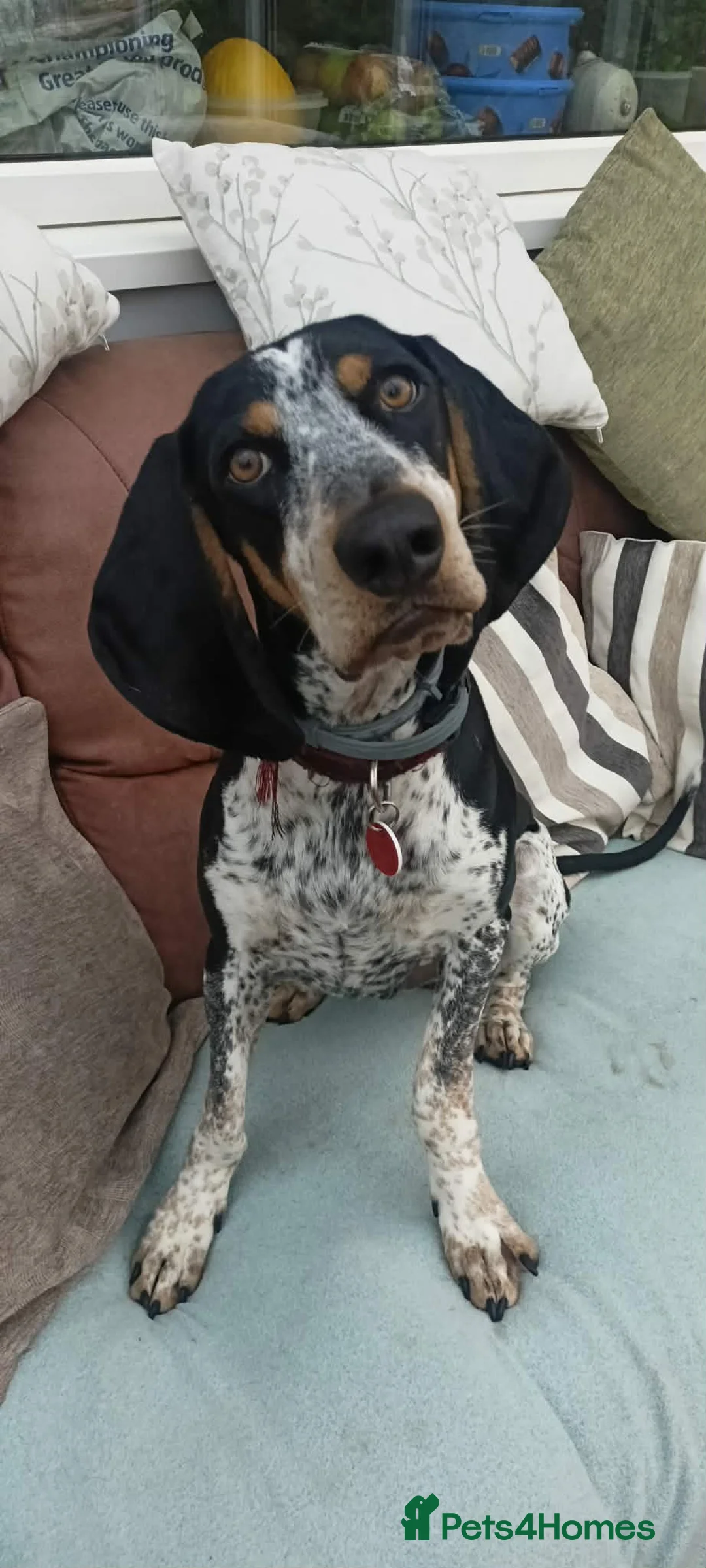 Mixed Breed dogs for adoption: Rocky Bluetick Coonhound  - Advert 11