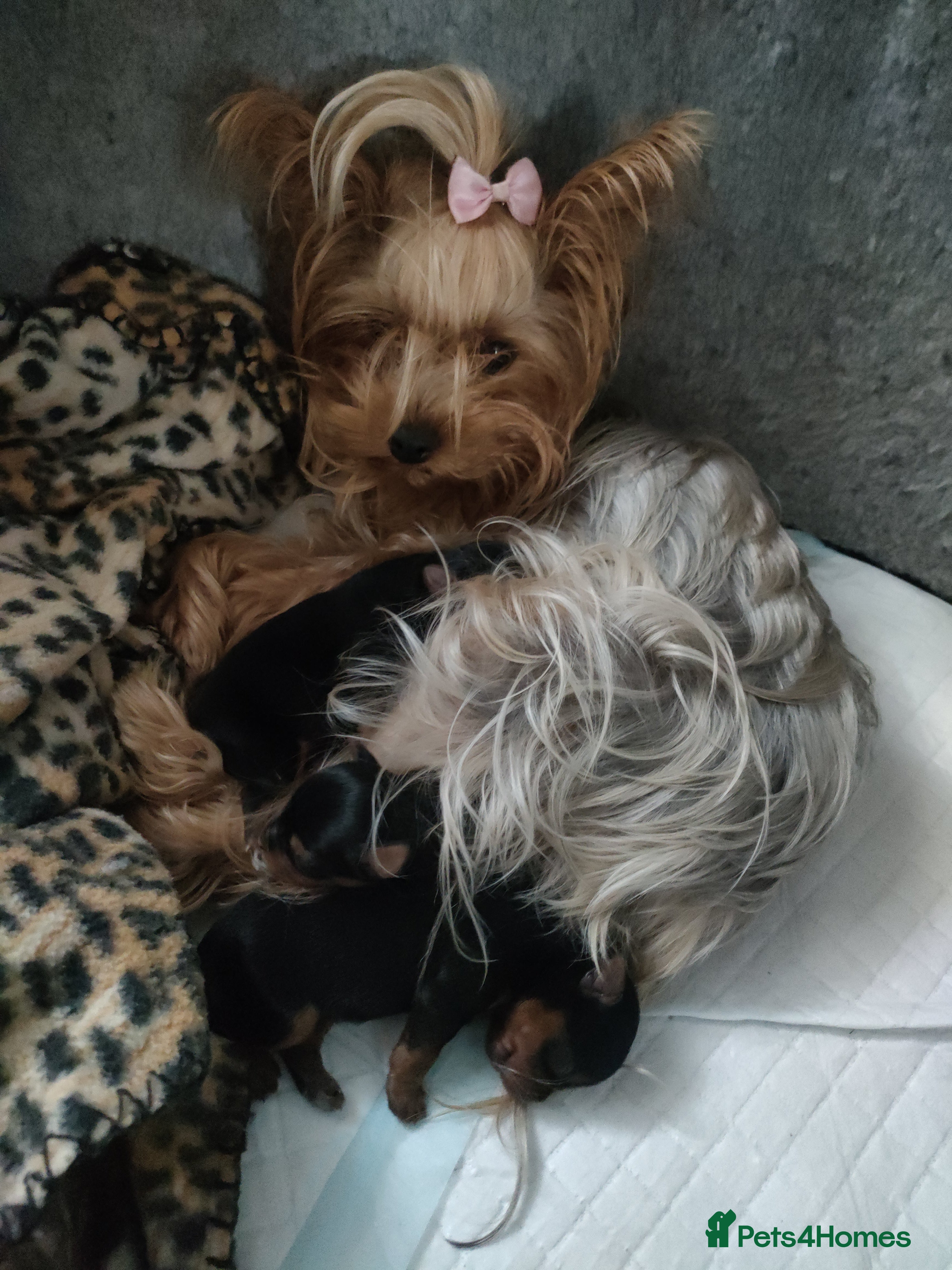 Yorkshire Terrier dogs for sale: Puppies Yorkshire terrier  - Advert 3