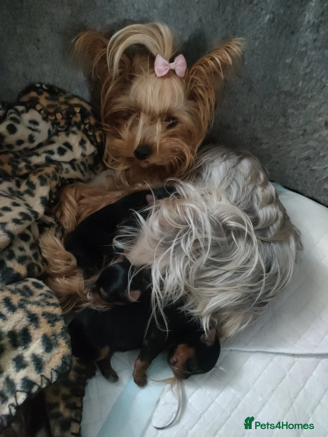 Yorkshire Terrier dogs for sale: Puppies Yorkshire terrier  - Advert 1