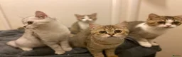 Munchkin cats for sale: Full Pedigree Munchkin Kittens - Advert 32