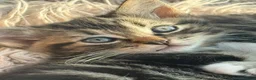 Ragdoll cats for sale: Gorgeous Ragdoll Cross Boys  - Advert 5