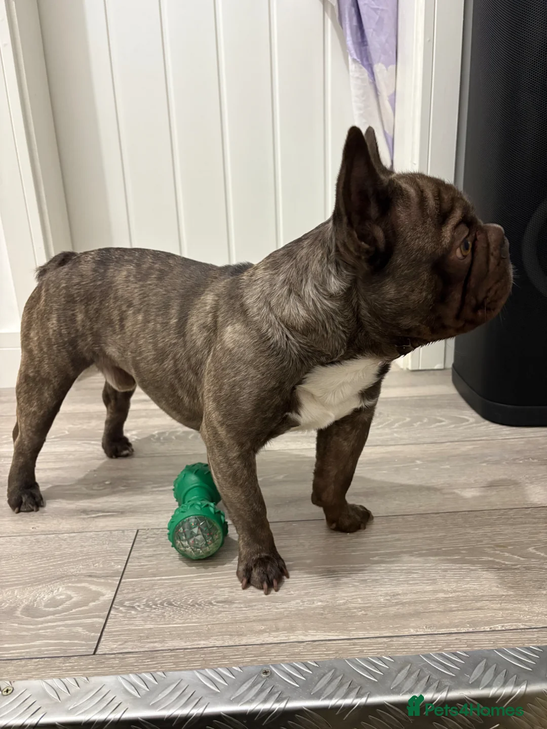 French Bulldog dogs for stud: French bulldog stud  in Scunthorpe - Advert 2
