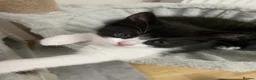 Mixed Breed cats for sale: Male and female kitten - Advert 5