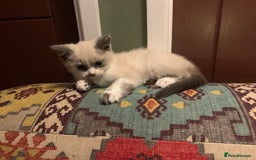 Persian cats for sale: Our cute adorable bundles of joy Persian kittens - Image 18