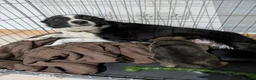 Mixed Breed dogs for sale: The most handsome border collie cross - Advert 4