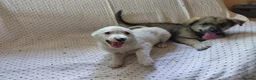 Mixed Breed dogs for adoption: ARNY - a Sweet Little Boy for a Loving Home - Advert 17