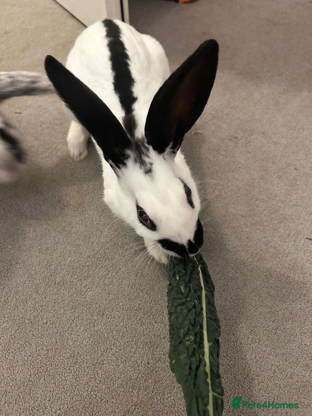 Mixed Breed rabbits for sale: Paired Rabbits for sale - Advert 7