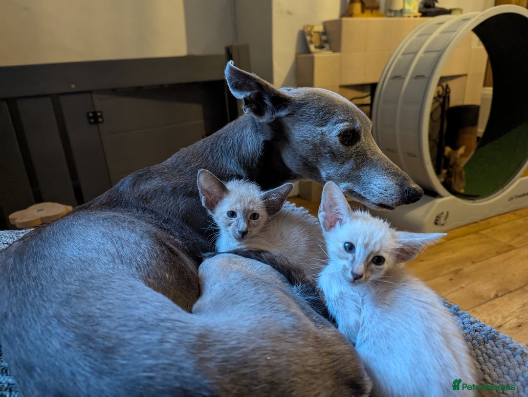 Siamese cats for sale: Loving friendly kittens seeking new slaves - Image 8