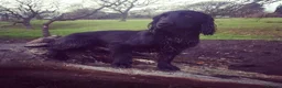 Cocker Spaniel dogs for sale: KC REG WORKING COCKER SPANIEL PUPPIES - Advert 9