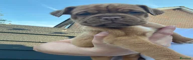 Dogue De Bordeaux 10