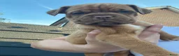 Dogue De Bordeaux dogs for sale: Dogue de Bordeaux pups🐶🐶 - Advert 7