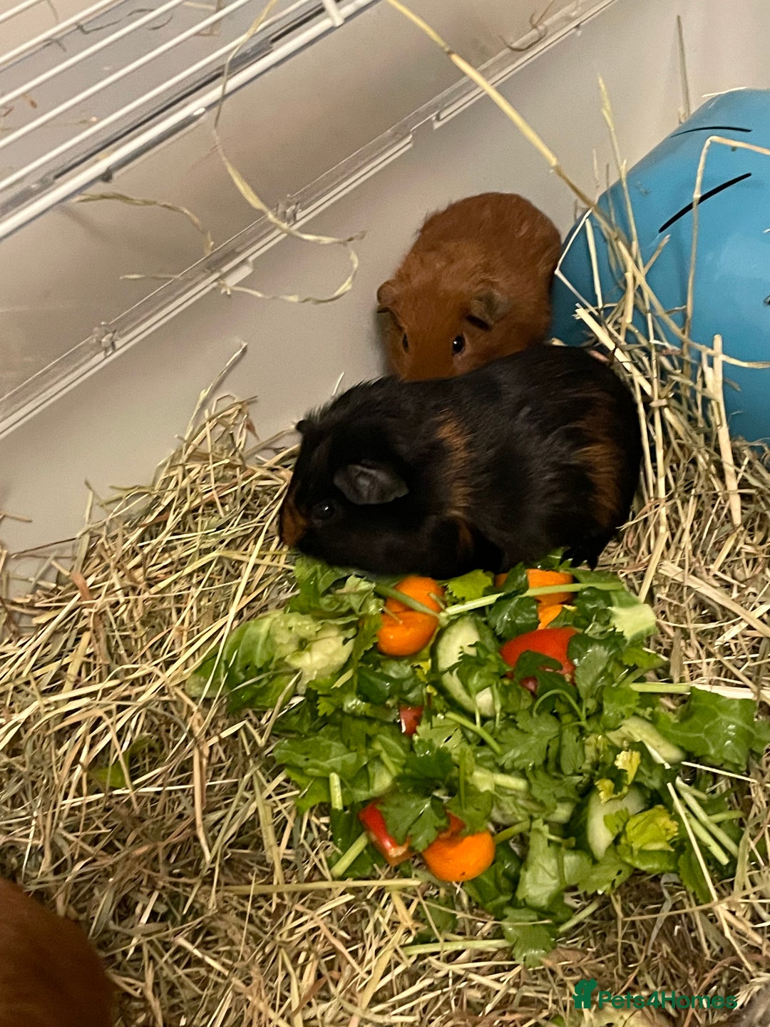 Guinea Pig rodents for sale: Baby Guinea Pigs. Male & Female pairs - Advert 13