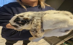 English rabbits for sale: 4 month old very friendly lovable lop rabbit  - Image 5