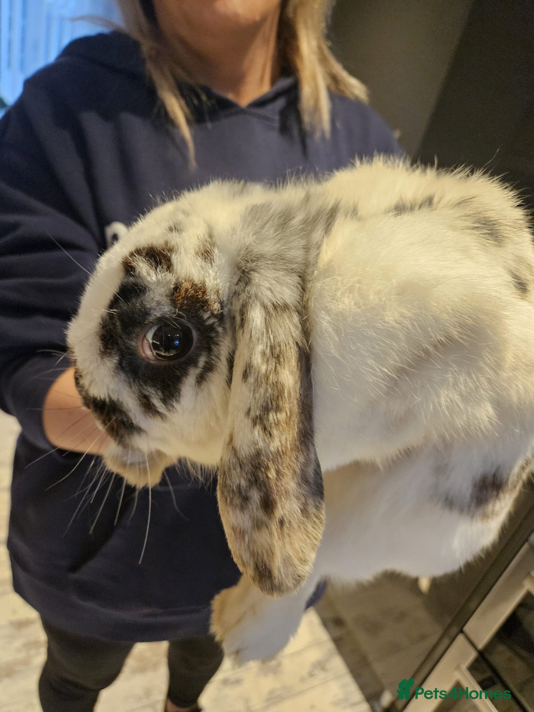 English rabbits for sale: 4 month old very friendly lovable lop rabbit  - Image 5