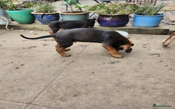 Mixed Breed dogs for sale: Staff x Chinese red dog - Image 2