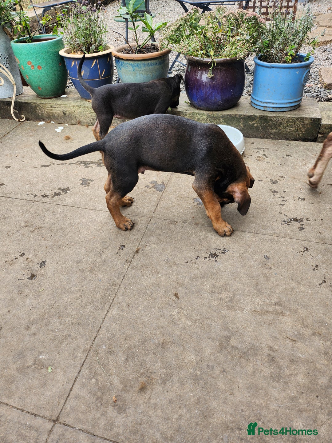 Mixed Breed dogs for sale: Staff x Chinese red dog - Image 2