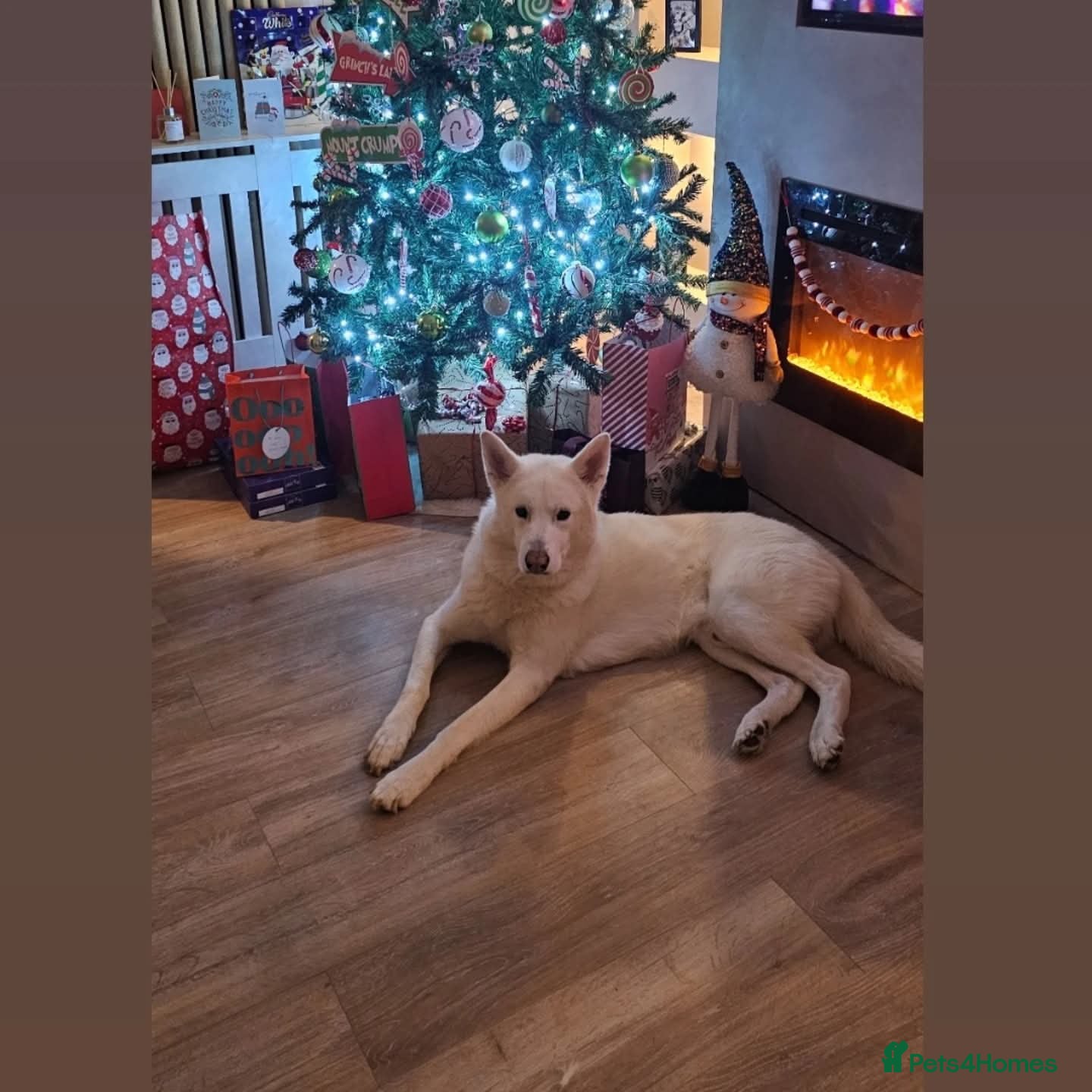 Siberian Husky dogs Special Home for Reactive dog  - Advert 1