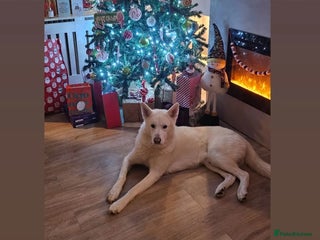 Siberian Husky dogs Special Home for Reactive dog - Advert 13